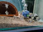 Blauwe maanvissen, Pterophyllum Scalare Blue, Vis, Zoetwatervis
