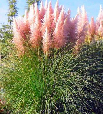 Cortaderia Selloana Rosea | Roze Pampasgras | Chemievrij  beschikbaar voor biedingen