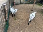 Dwerggeitjes, Dieren en Toebehoren, Schapen, Geiten en Varkens, Vrouwelijk, Geit