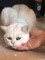Britse korthaar dekkater Silver shaded (ervaring), Dieren en Toebehoren, Katten en Kittens | Dekkaters