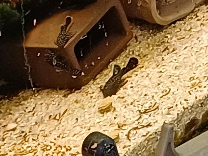 jonge Ancistrus algeneters, Dieren en Toebehoren, Vissen | Aquariumvissen, Zoetwatervis, Vis