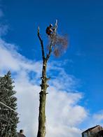 Boom of bomen kappen klimmend zagen verwijderen boomkappen