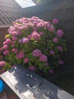 Volle grote Hortensia, Vaste plant, Halfschaduw, Zomer, Ophalen