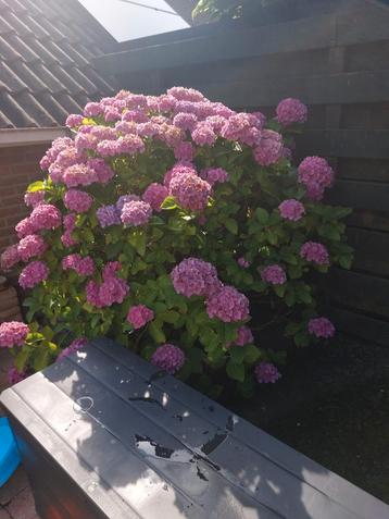 Volle grote Hortensia beschikbaar voor biedingen