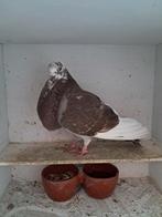 Oliebonte Duif, Dieren en Toebehoren, Vogels | Duiven, Vrouwelijk, Kropper