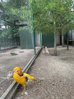 Koppel goud fazant, Dieren en Toebehoren, Meerdere dieren, Tropenvogel