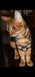 100% Bengaal met stamboom, Dieren en Toebehoren, Kater, Gechipt