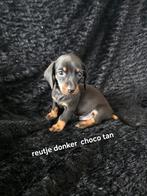 Kaninchen/dwerg teckel, Kaninchen, CDV (hondenziekte), 8 tot 15 weken, Korthaar