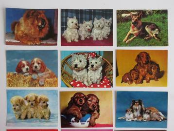 Set van 12 vintage Krüger ansichtkaarten met honden beschikbaar voor biedingen