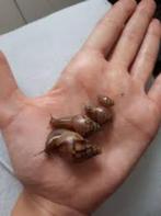 Afrikaanse slakken, Dieren en Toebehoren, Reptielen en Amfibieën, Overige soorten, Tam, 0 tot 2 jaar
