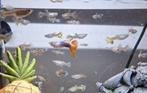 14 guppies, Ophalen, Zo goed als nieuw, Overige typen