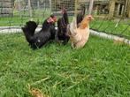 Te koop 5 hennen en een  haan serama, Dieren en Toebehoren, Pluimvee, Meerdere dieren, Kip