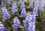Ajuga Reptans Kruipend Zenegroen bodembedekker kruipplant, Ophalen, Bodembedekkers, Vaste plant, Halfschaduw