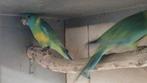 Cloncurry parkiet, Dieren en Toebehoren, Vogels | Parkieten en Papegaaien, Meerdere dieren, Parkiet