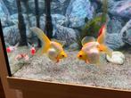 2 x sluierstaart goudvissen, zeer groot!!, Dieren en Toebehoren, Vis