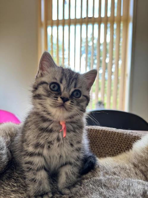 Brits korthaar kittens met stamboom, Dieren en Toebehoren, Katten en Kittens | Raskatten | Korthaar, Meerdere dieren, Gechipt
