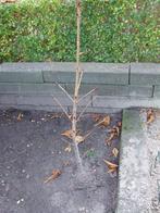kastanje boompjes, Tuin en Terras, Planten | Bomen, Minder dan 100 cm, Zomer, Overige soorten, Volle zon