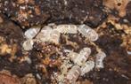 Pissebedden, Dieren en Toebehoren, Reptielen en Amfibieën, 0 tot 2 jaar