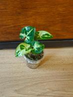 Syngonium "Panda" plantjes/stekjes, Ophalen of Verzenden, Halfschaduw, Minder dan 100 cm