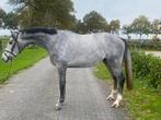 Te koop: Scott – jonge springhengst, Dieren en Toebehoren, Paarden, Springpaard, 3 tot 6 jaar, 165 tot 170 cm, Gechipt