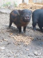 Göttinger varkens, Meerdere dieren, Geit