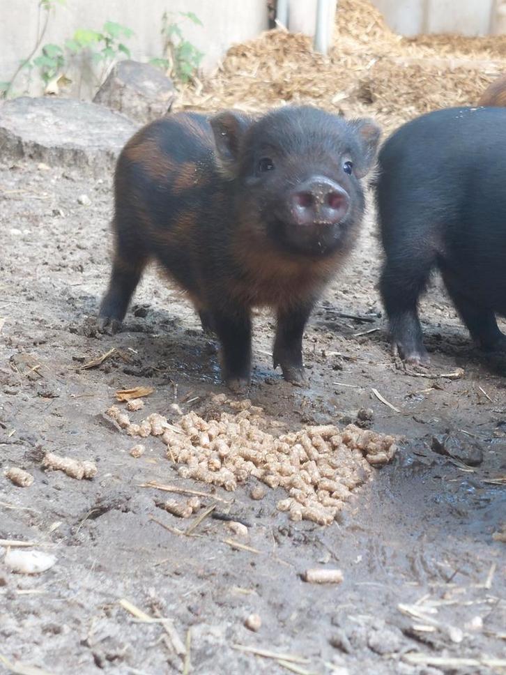 Gottinger biggen, Dieren en Toebehoren, Schapen, Geiten en Varkens, Varken, Vrouwelijk, 0 tot 2 jaar