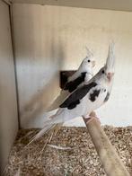 Bewezen koppel Valkparkieten, Dieren en Toebehoren, Meerdere dieren, Parkiet, Geringd