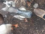 Loop eenden te koop, Meerdere dieren, Eend