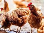 Bruine legkippen te koop, Vrouwelijk, Kip
