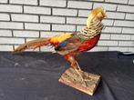Schitterende opgezette goudfazant, Ophalen, Zo goed als nieuw, Vogel, Opgezet dier