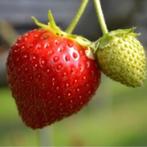 Aardbei - Fragaria anannans white/roze, Verzenden, Lente, Fruitplanten, Halfschaduw