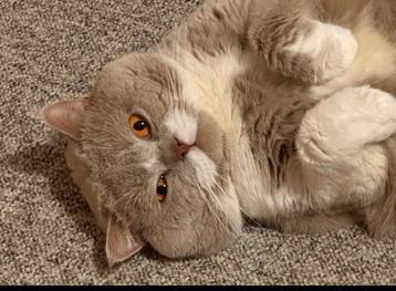 Britse korthaar dekkater lilac /wit met kampioens titel. beschikbaar voor biedingen