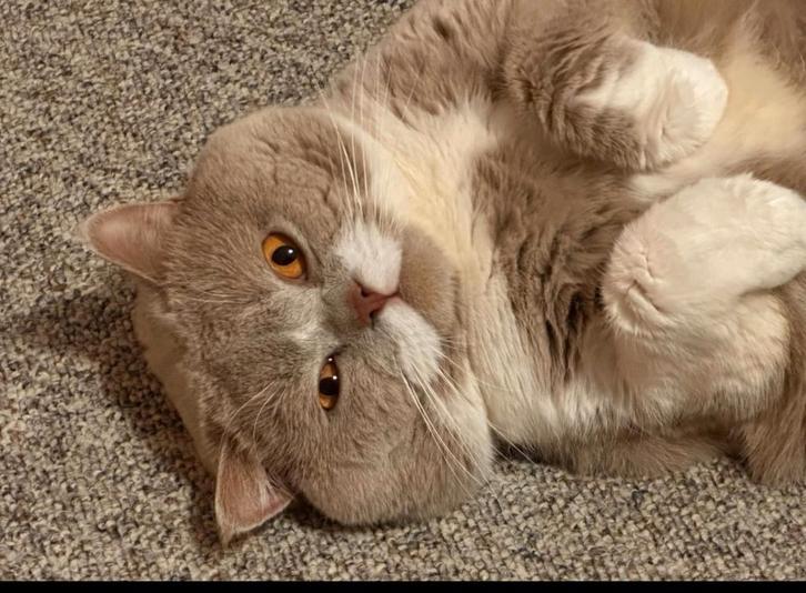Britse korthaar dekkater lilac /wit met kampioens titel., Dieren en Toebehoren, Katten en Kittens | Dekkaters