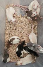 Mannelijke ratjes geboren in september, Dieren en Toebehoren, Knaagdieren, Rat, Mannelijk, Tam, September