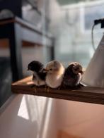 Cochin kuikens - raszuiver, Dieren en Toebehoren, Geslacht onbekend