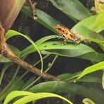 Oophaga pumilio bastimentos, Dieren en Toebehoren, 0 tot 2 jaar
