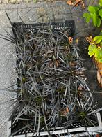 Ophiopogon planiscapus 'Niger', Tuin en Terras, Planten | Tuinplanten, Ophalen, Vaste plant, Siergrassen, Halfschaduw