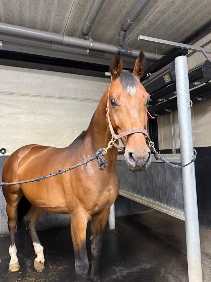 Paard, Dieren en Toebehoren, Paarden, Ruin, 160 tot 165 cm, 7 tot 10 jaar, Springpaard, Met stamboom, Gechipt, Ontwormd, Ingeënt