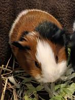 Cavia beertje, Dieren en Toebehoren, Knaagdieren, Cavia, Mannelijk, November, Tam