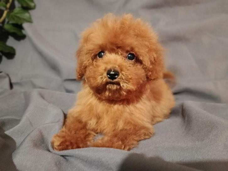 Toy puedel, Dieren en Toebehoren, Honden | Chihuahua's en Gezelschapshonden, Meerdere dieren, Poedel, Particulier, Meerdere, Nederland