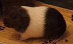 Cavia zeugje (juni), Cavia, Juni, Vrouwelijk, Tam