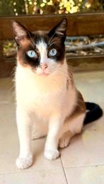 Knappe Siamees X Yeo kater, Dieren en Toebehoren, Katten en Kittens | Overige Katten, Kater