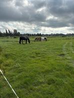 Pensionstal, Weidegang, 2 of 3 paarden of pony's