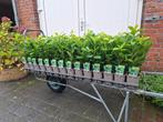 Prunus laur. 'Novita' (Haaglaurier/ laurier) in pot!, Ophalen of Verzenden, Overige soorten, Halfschaduw