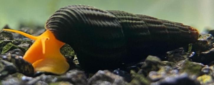 Tylomelania sp. orange - Slak - Koidreams Valburg, Dieren en Toebehoren, Vissen | Aquariumvissen, Zoetwatervis, Slak of Weekdier
