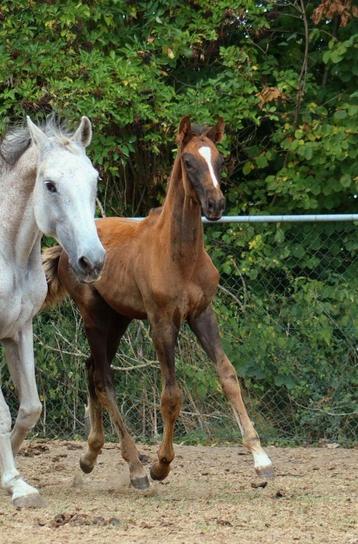 KWPN spring veulen(LORD PEZI JUNIOR X VERDI TN X QUICK STAR) beschikbaar voor biedingen