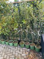 Fruitbomen bio laagstam appels , peren kersen pruimen