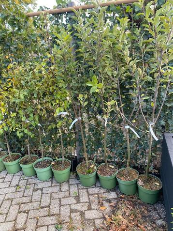 Fruitbomen bio laagstam appels , peren kersen pruimen beschikbaar voor biedingen