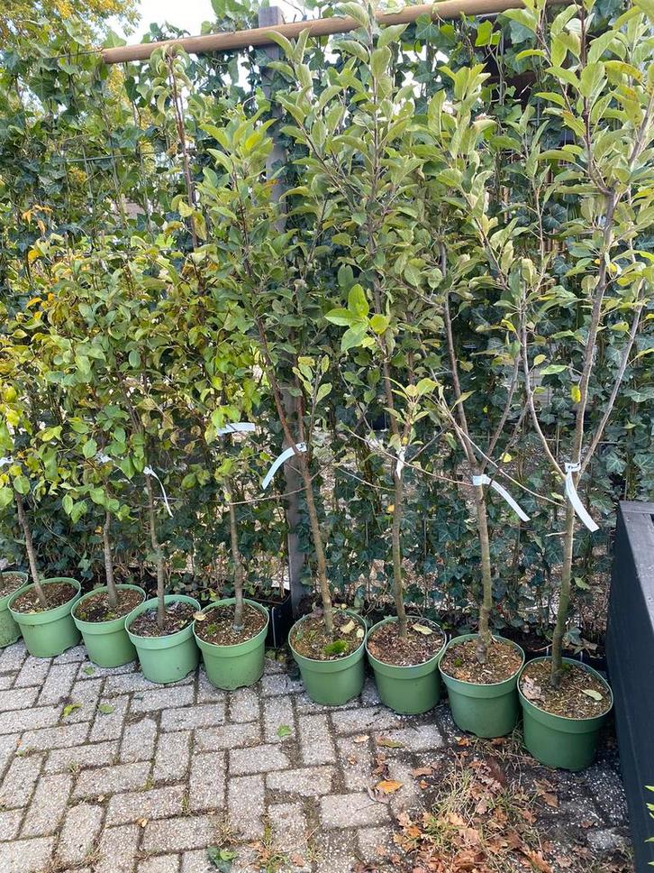 Fruitbomen bio laagstam appels , peren kersen pruimen, Tuin en Terras, Planten | Fruitbomen, Appelboom, Lente, In pot, Ophalen of Verzenden