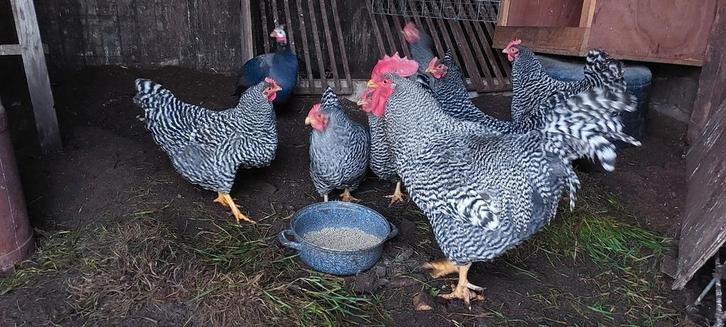 Broedeieren Amrock groot, Dieren en Toebehoren, Pluimvee, Kip, Geslacht onbekend